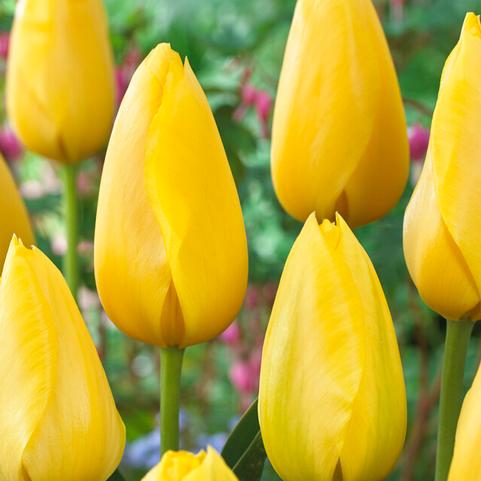 Tulipa Single Late 'Big Smile'