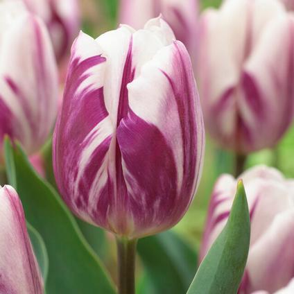 Tulipa Triumph 'Flaming Flag'