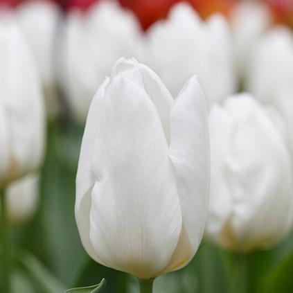 Tulipa Single Early 'White Prince'