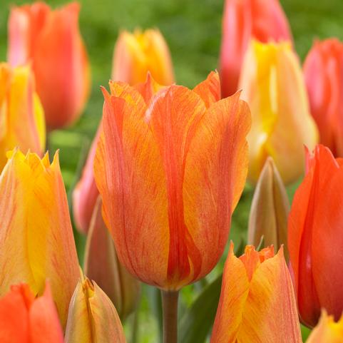 Tulipa Single Late 'El Nino'