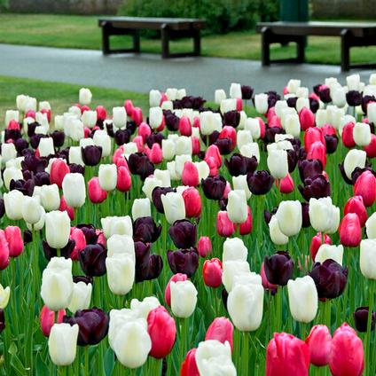 Tulipa Single Late 'Black & White Cookie Mix'