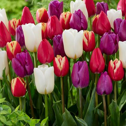 Tulipa Triumph 'Stars & Stripes Mix'
