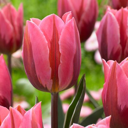 Tulipa Single Early 'Pretty Princess'