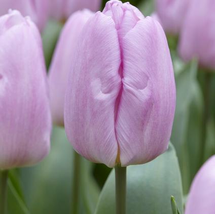 Tulipa Single Early 'Mystic Prince'