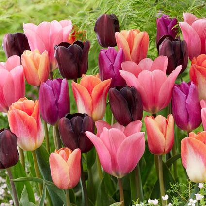 Tulipa Triumph 'Supernova Mix'