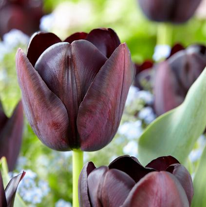Tulipa Single Late 'Queen of Night'