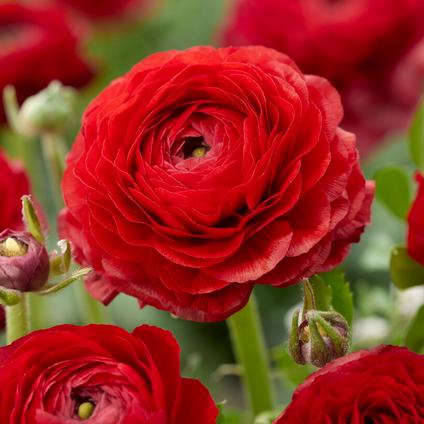 Ranunculus Aviv 'Red'