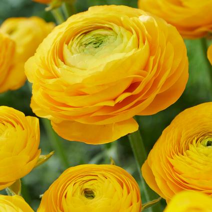 Ranunculus Aviv 'Yellow'