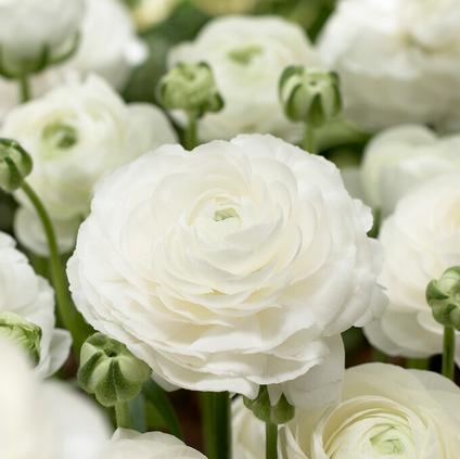 Ranunculus Aviv 'White'