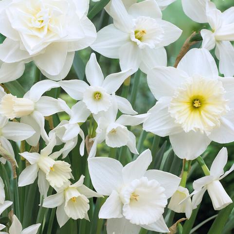 Narcissi Long-lasting 'Holland Mixture'