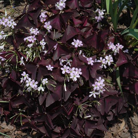 Oxalis 'Triangularis'