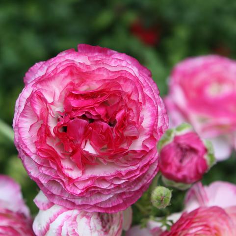 Ranunculus Picotee 'Pink'