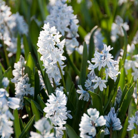 Puschkinia Scilloides 'Libanotica'