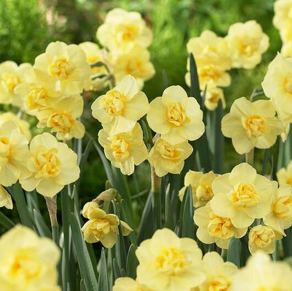 Narcissi Bunch Flowering 'Yellow Cheerfulness'