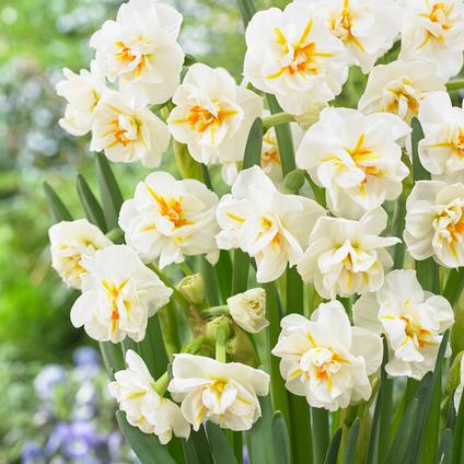 Narcissi Bunch Flowering 'Sir Winston Churchill'