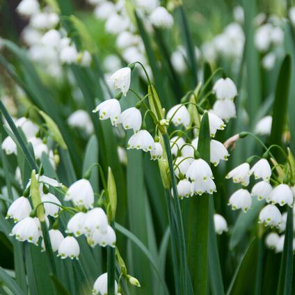 Leucojum 'Gravetye Giant'