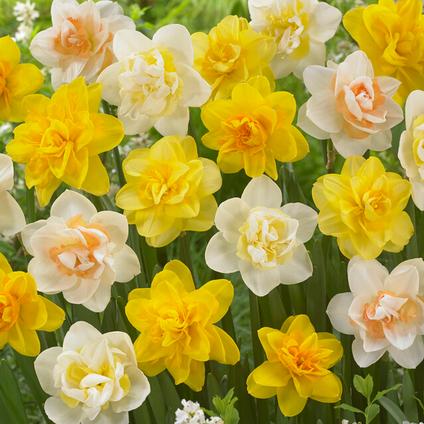 Narcissi Double 'Mixture'