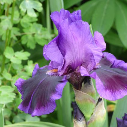 Iris Germanica 'Pagan Dance'