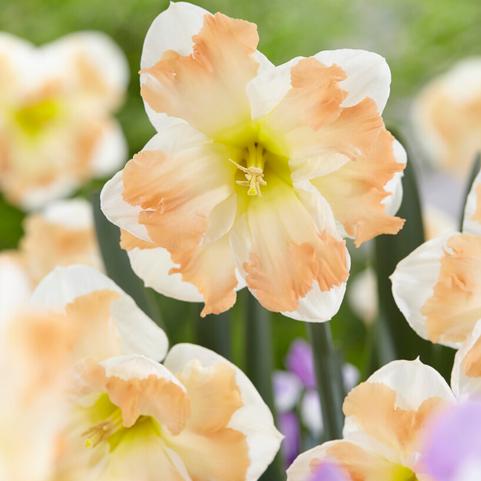 Narcissi Butterfly 'Cum Laude'