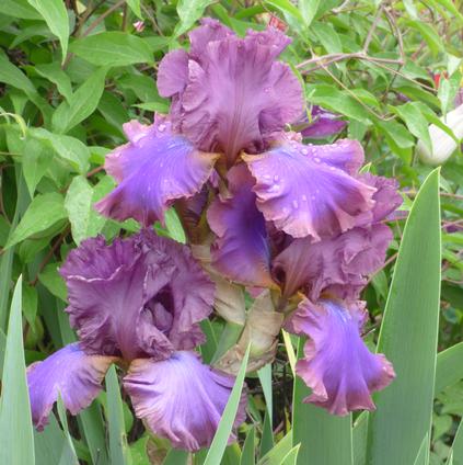 Iris Germanica 'Cantina'