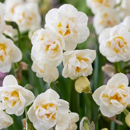 Narcissi Bunch Flowering 'Bridal Crown'