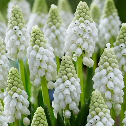 Muscari 'White Pearl'