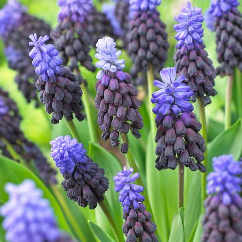 Muscari 'Latifolium'