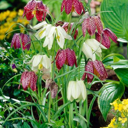 Fritillaria Meleagris 'Mixture'