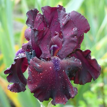 Iris Germanica 'Rio Rojo'