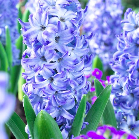 Hyacinthus Orientalis 'Aqua'