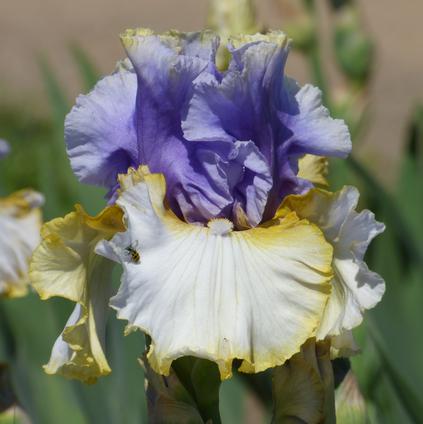 Iris Germanica 'Easter Charm'