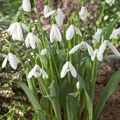 Galanthus Single 'Woronowii'
