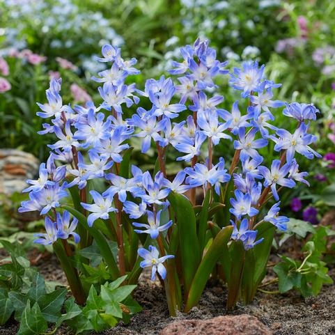 Chionodoxa 'Luciliae'