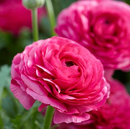 Ranunculus Aviv 'Pink'