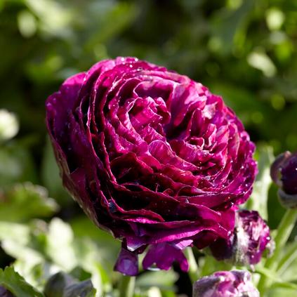 Ranunculus Aviv 'Purple'