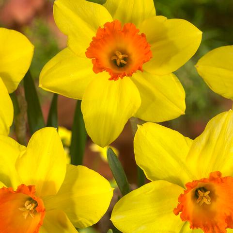 Narcissi Small Cupped 'Red Devon'