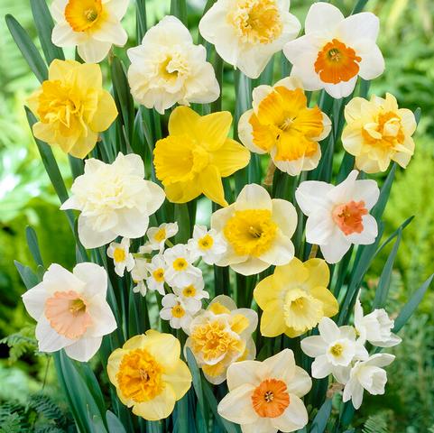 Narcissi Long-lasting 'Large Flowering Mixture'