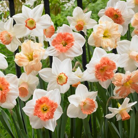 Narcissi Long-lasting 'Rotterdam Mixture'