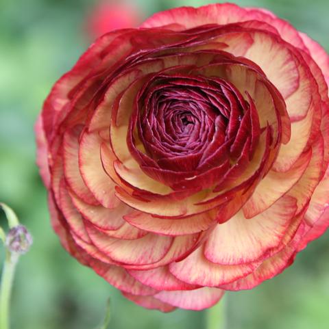 Ranunculus Picotee 'Caffe'