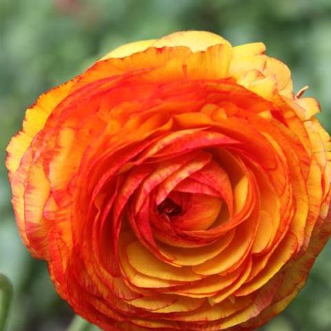 Ranunculus Picotee 'Orange'