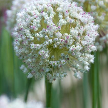 Allium Miniature 'Ping Pong'