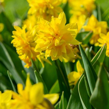 Narcissi Miniature 'Tete Deluxe'