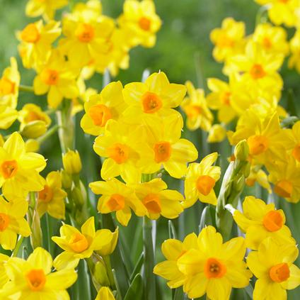 Narcissi Tazetta 'Paperwhite Grand Soleil d'Or'