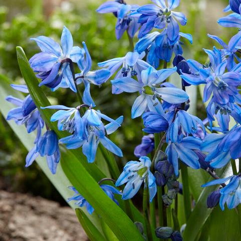Scilla Siberica 'Spring Beauty'