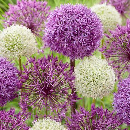Allium Giant 'Mixture'