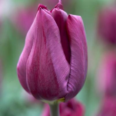 Tulipa Single Late 'Purple Lady'
