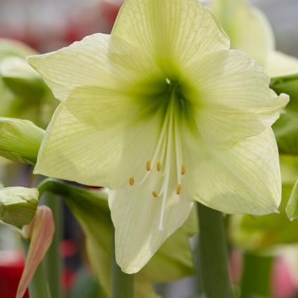 Amaryllis Dutch 'Luna'