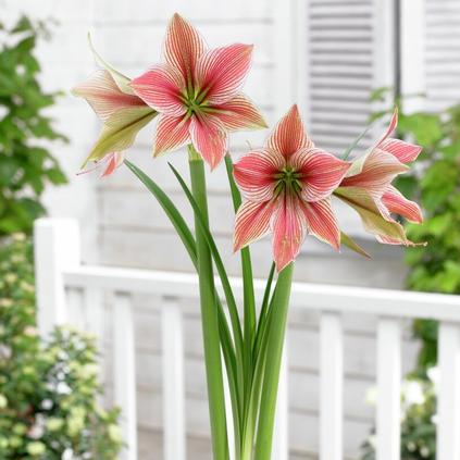 Amaryllis Dutch 'Exotic Star'