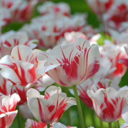 Tulipa Single Late 'Sorbet'