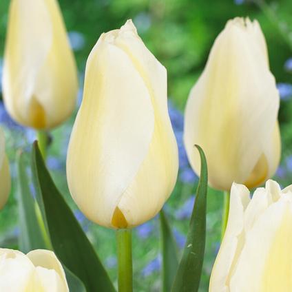 Tulipa Triumph 'Orleans'